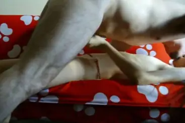 Live ABG Bispak Hotel Bintang Lima Skandal WOT 2026